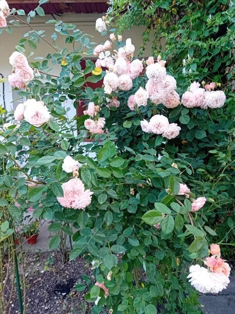  - Flori in curte