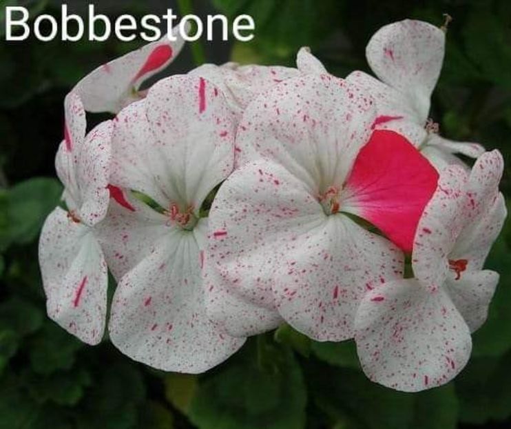 Facebook_creation_79800165 - Muscate