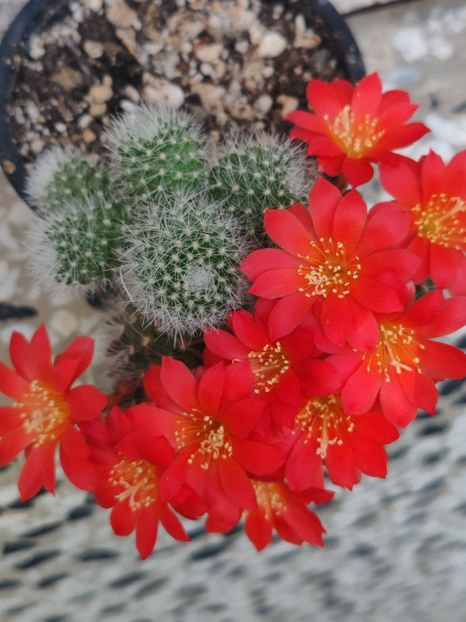  - Cactusi