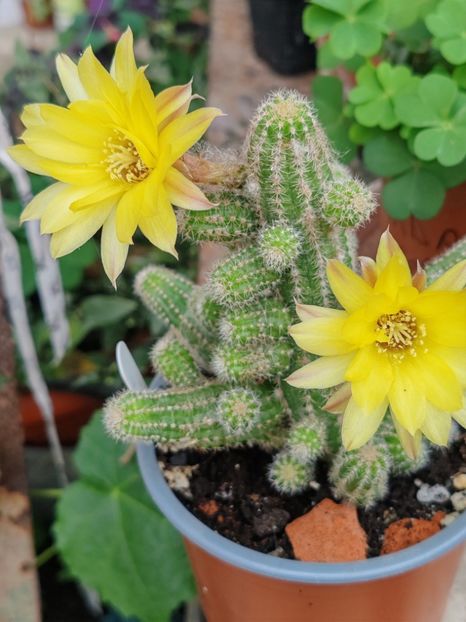  - Cactusi
