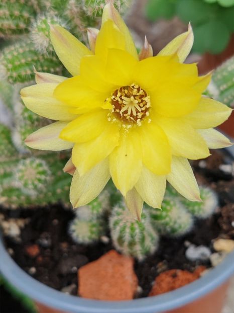  - Cactusi