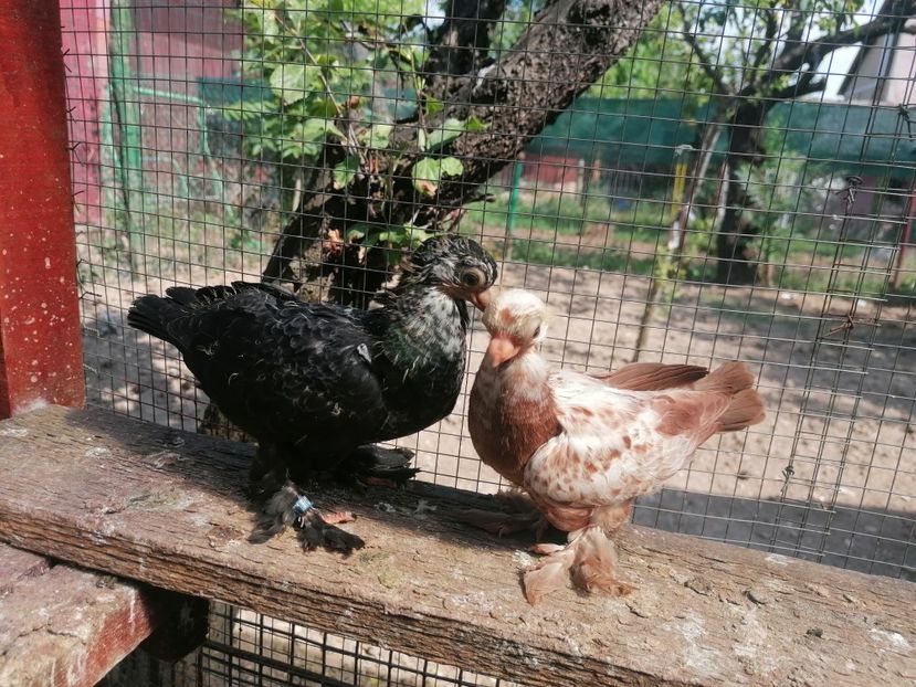 Pui 2024 - Fluturi de Varșovia 2023