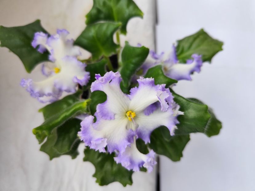 30 mai 2024 - RM Golubaya Lenta