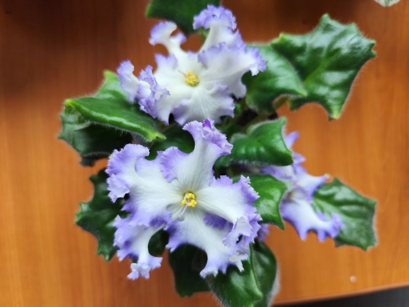 30 mai 2024 - RM Golubaya Lenta