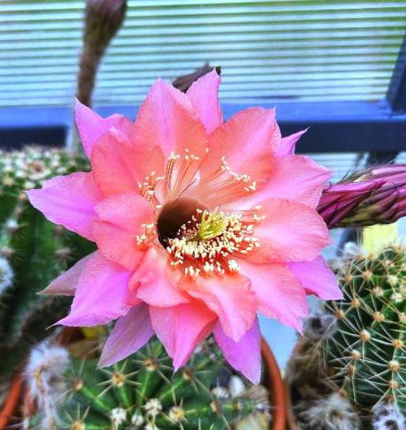 Echinopsis hb Ishtar - Echinopsis hb Ishtar