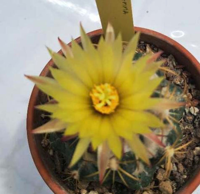 Coryphantha bumamma - Coryphantha bumamma