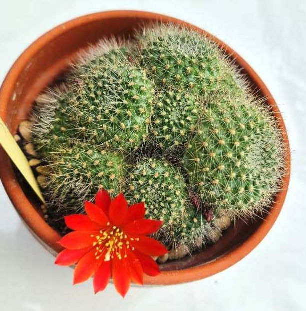 Rebutia senilis - Rebutia senilis