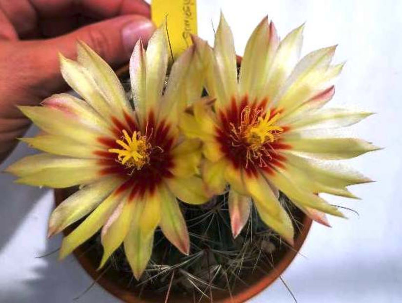 Thelocactus setispinus - Thelocactus setispinus