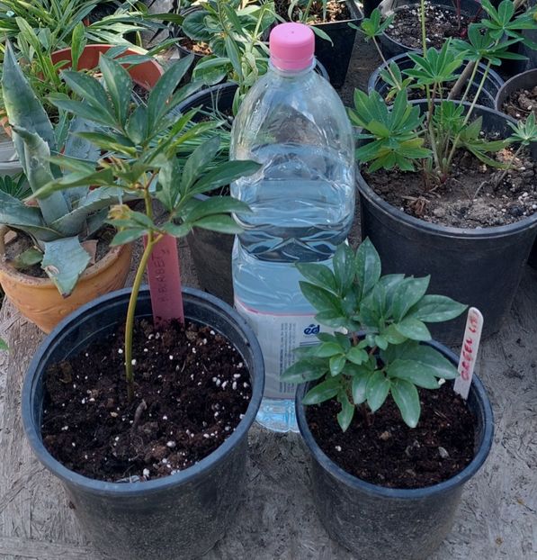 Epuizat Pachet Sorbet blend (ierbos) și Green  lotus ( semiarbustiv)55 lei. - Bujori vanzare