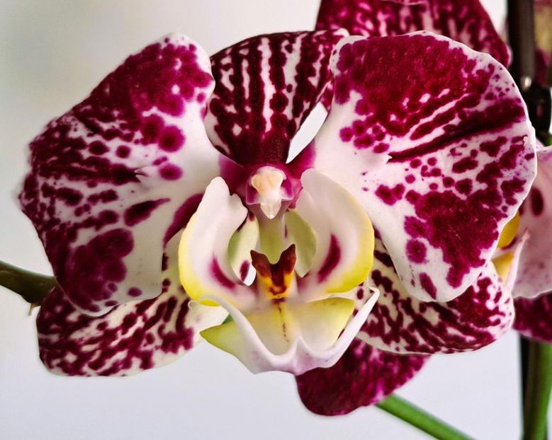  - Phalaenopsis 3