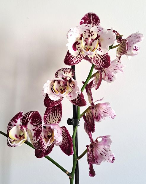  - Phalaenopsis 3