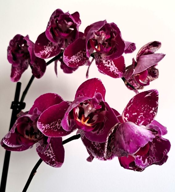  - Phalaenopsis 3