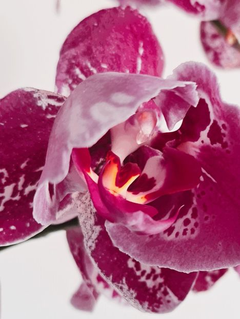  - Phalaenopsis 3