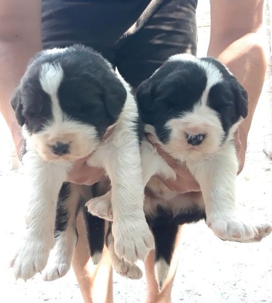  - Pui ciobanesc de bucovina