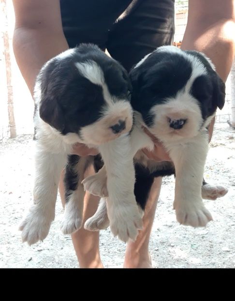  - Pui ciobanesc de bucovina