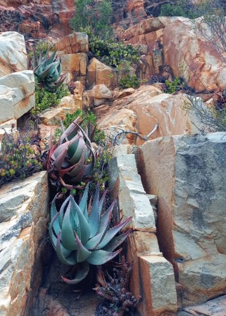 - Aloe Comptonii