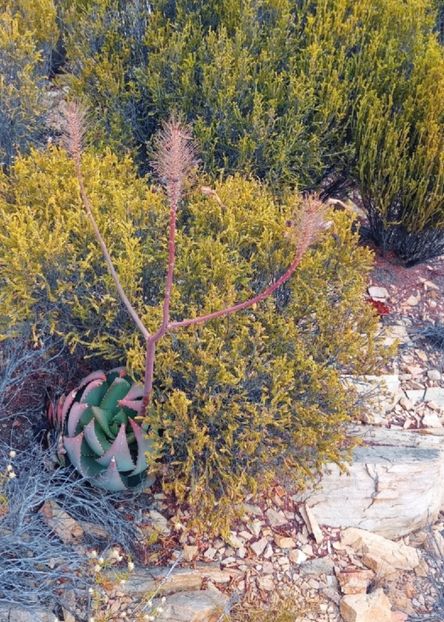 - Aloe Comptonii