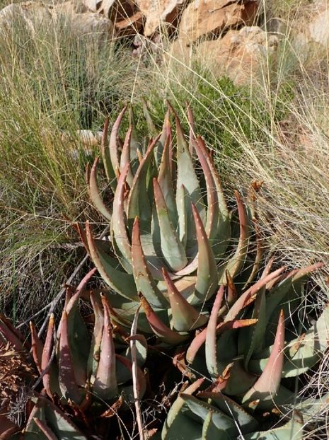  - Aloe Comptonii