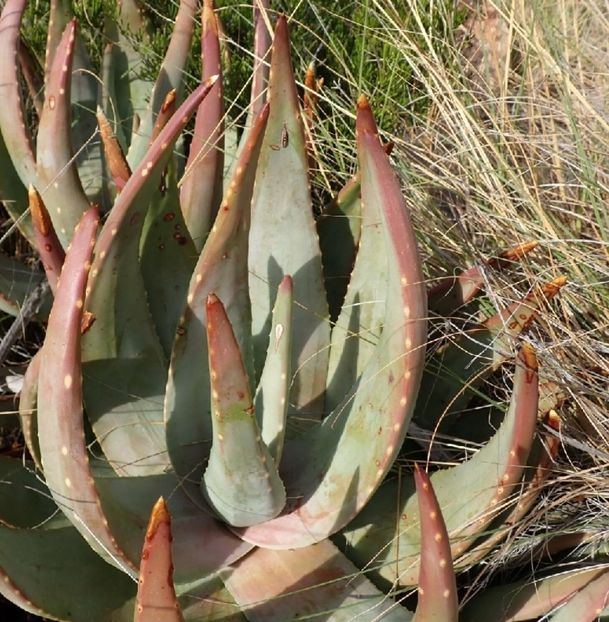  - Aloe Comptonii