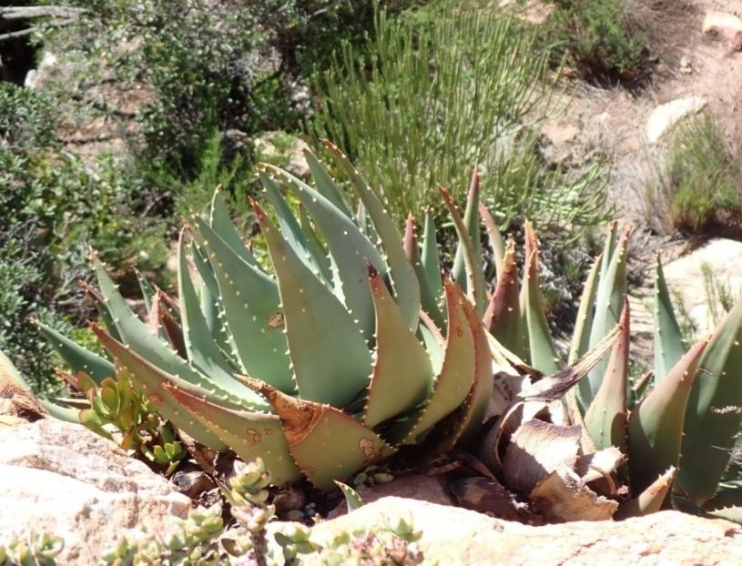  - Aloe Comptonii