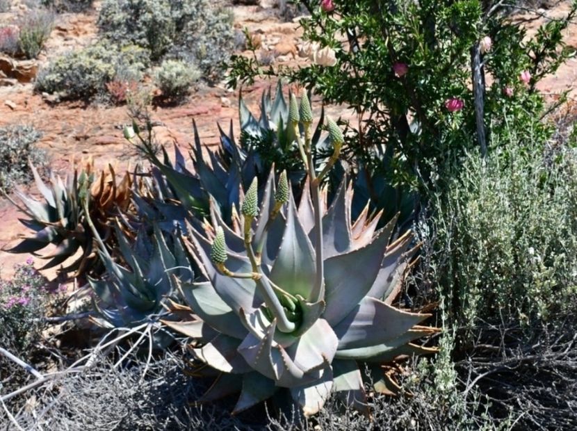  - Aloe Comptonii