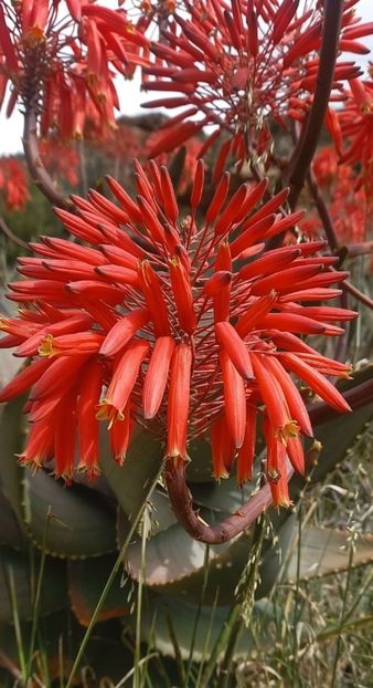  - Aloe Comptonii