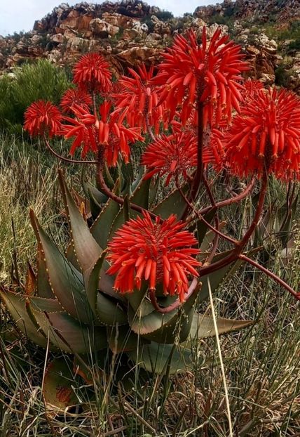  - Aloe Comptonii