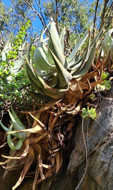  - Aloe Comptonii