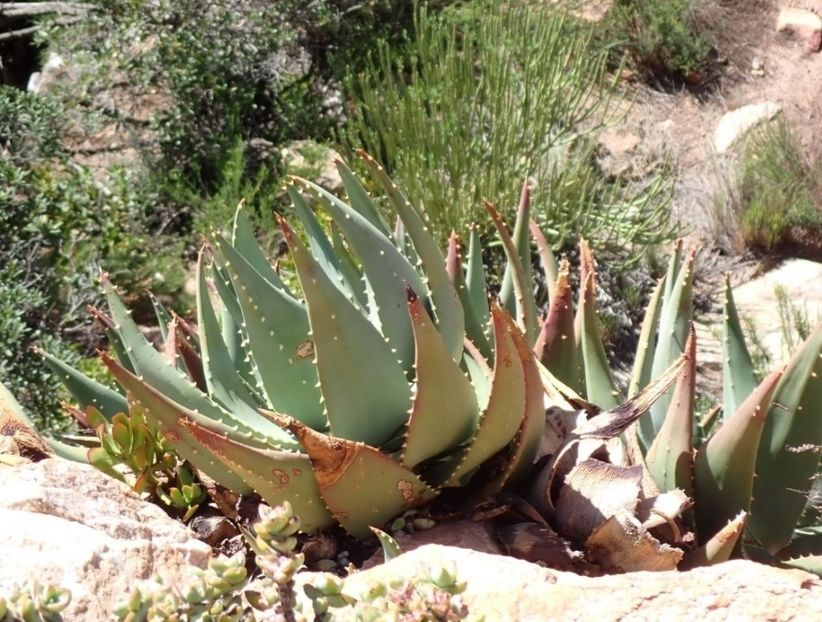  - Aloe Comptonii