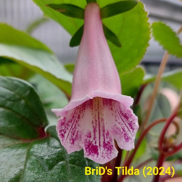 Img.2024.05.29 - Sinningia din semințe hibrizi Dna Dietze 2024