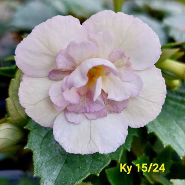 Img.2024.05.30 - Achi din semințe BriDs 2024