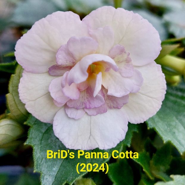 Img.2024.05.30 - Achi din semințe BriDs 2024