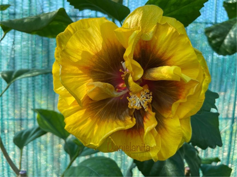  - Chi s garden Forest Rhapsody