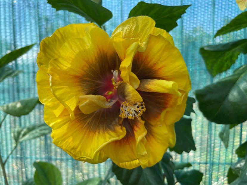  - Chi s garden Forest Rhapsody