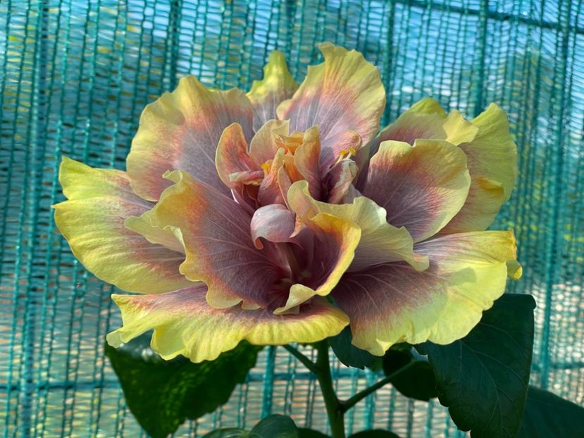  - 001 - Hibiscusi 2024 - 1