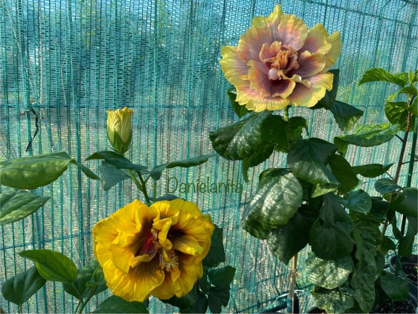  - 001 - Hibiscusi 2024 - 1