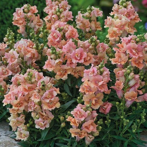 antirrhinum-majus-twinny-peach - 0 Gura leului