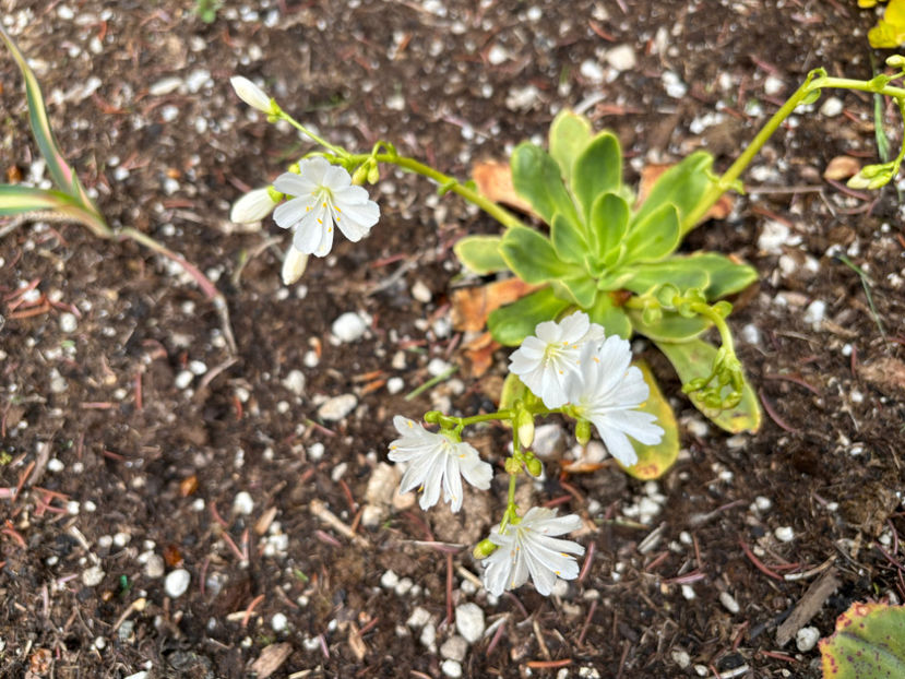  - Jurnalul gradinii 2024