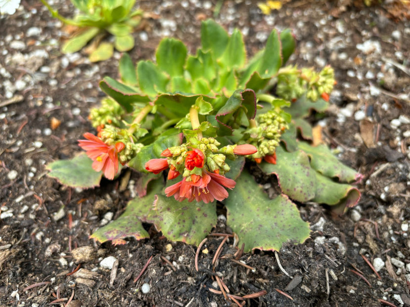  - Jurnalul gradinii 2024