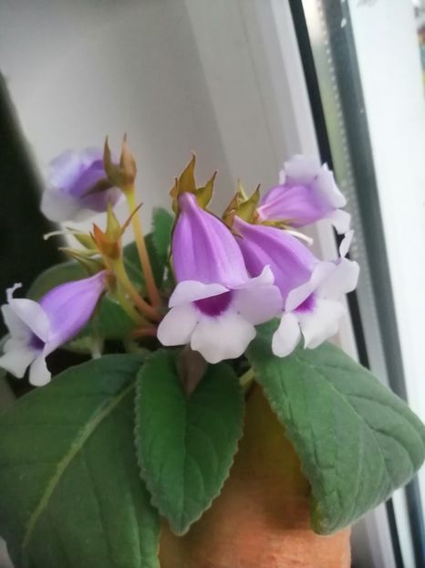  - Siningia Carangola