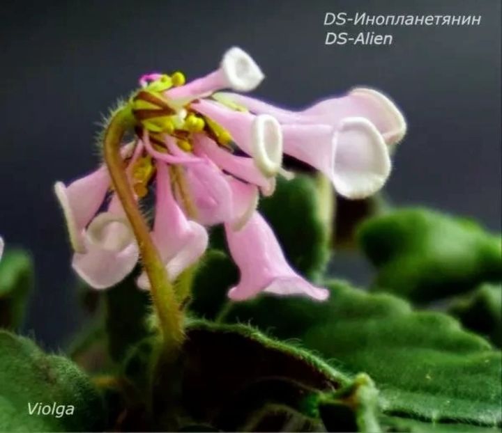 Foto net - Violeta DS-Alien