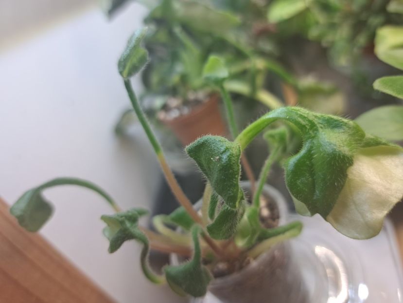  - Violeta Senk s Anemone