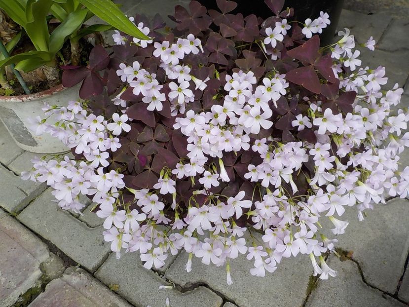  - oxalis triangularis