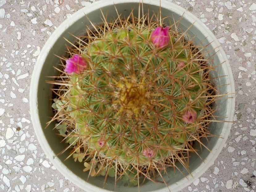  - CACTUSI si SUCULENTE