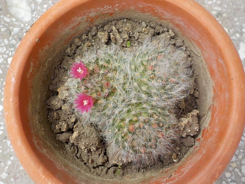  - mammillaria bocasana
