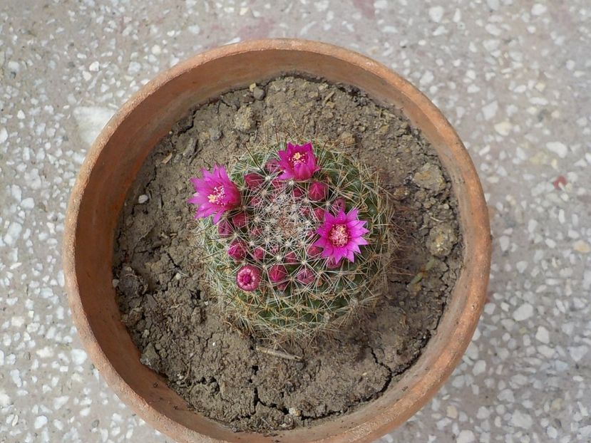  - mammillaria candida