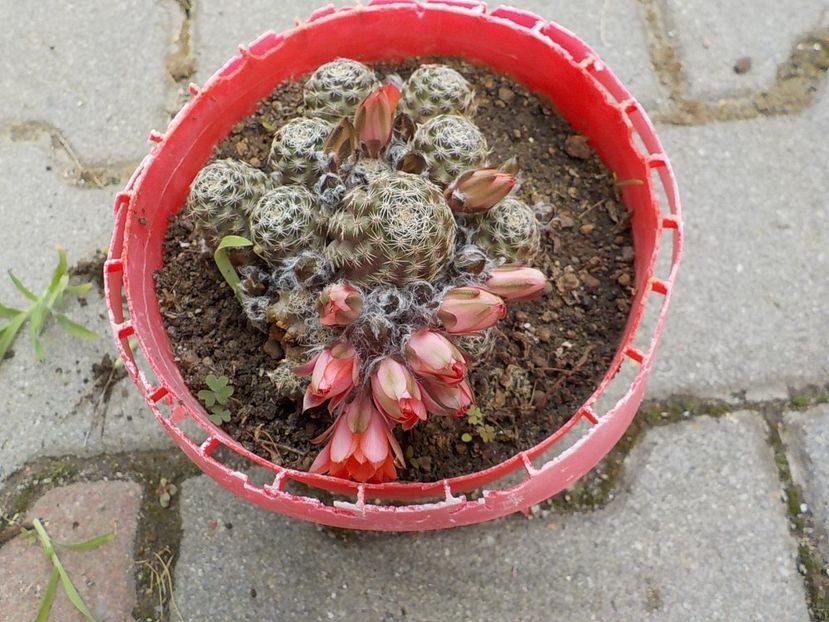  - rebutia pygmea 2019