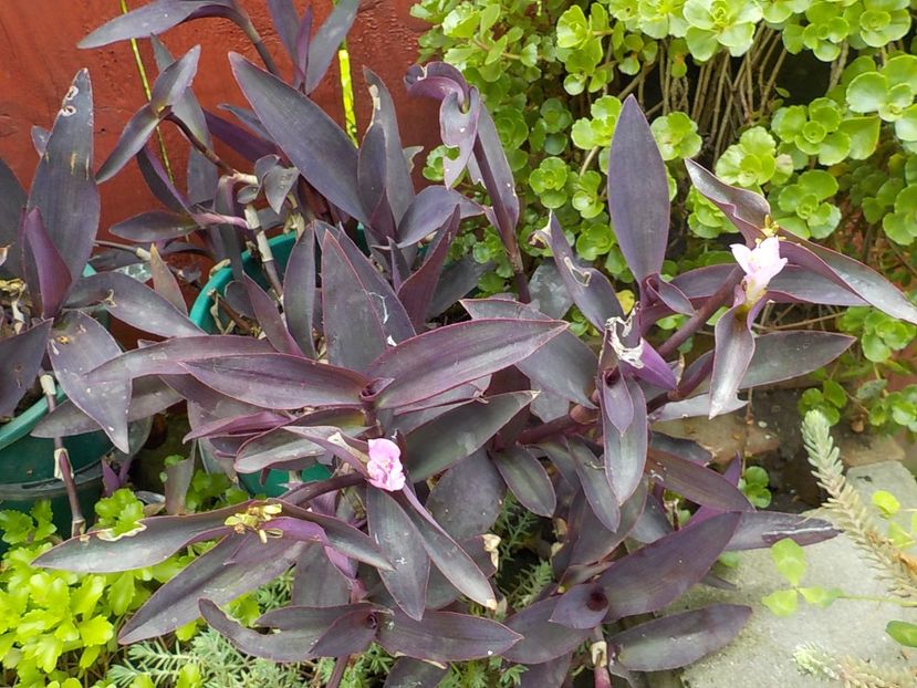  - tradescantia