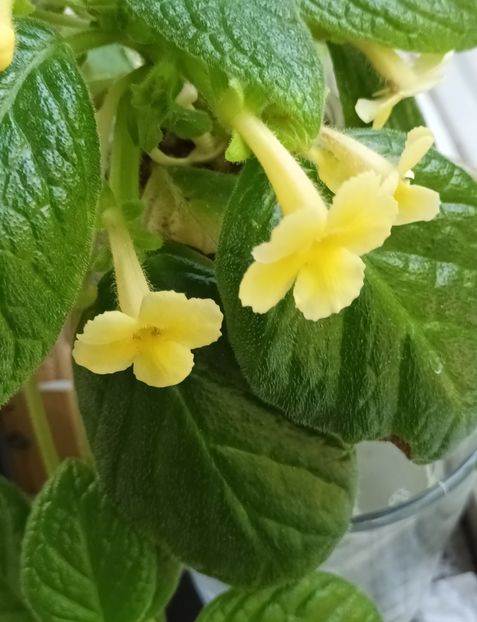  - Episcia