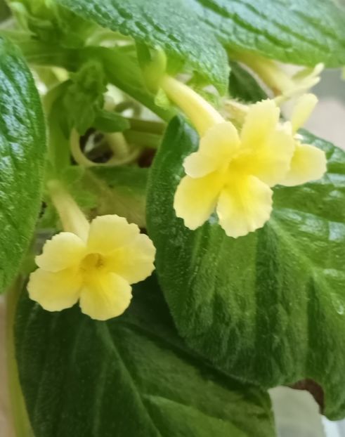  - Episcia
